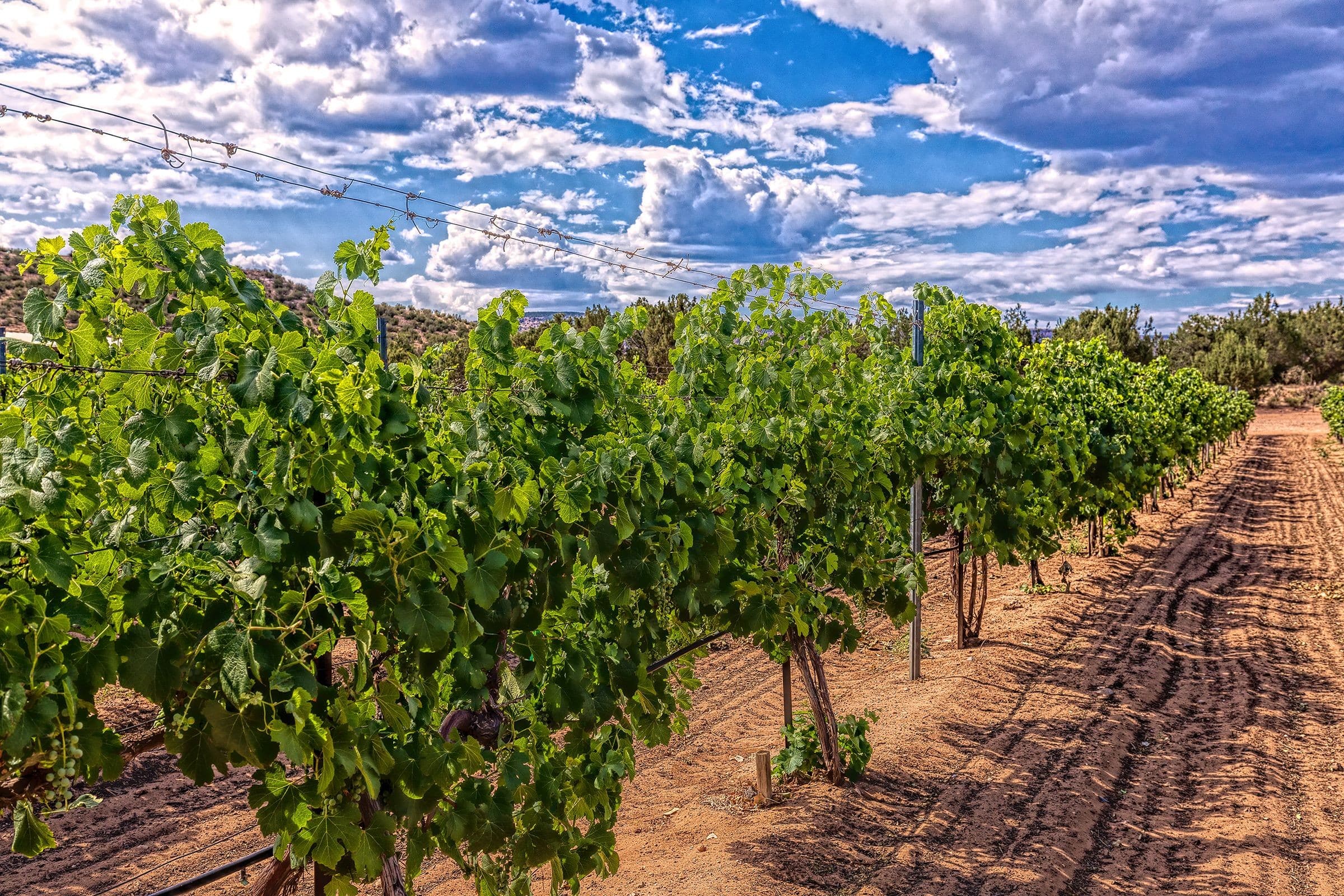 Grapevine row at Ponderosa Winery. Topaz Labs AdjustAI-HDRSunset filter. 5 July 2018