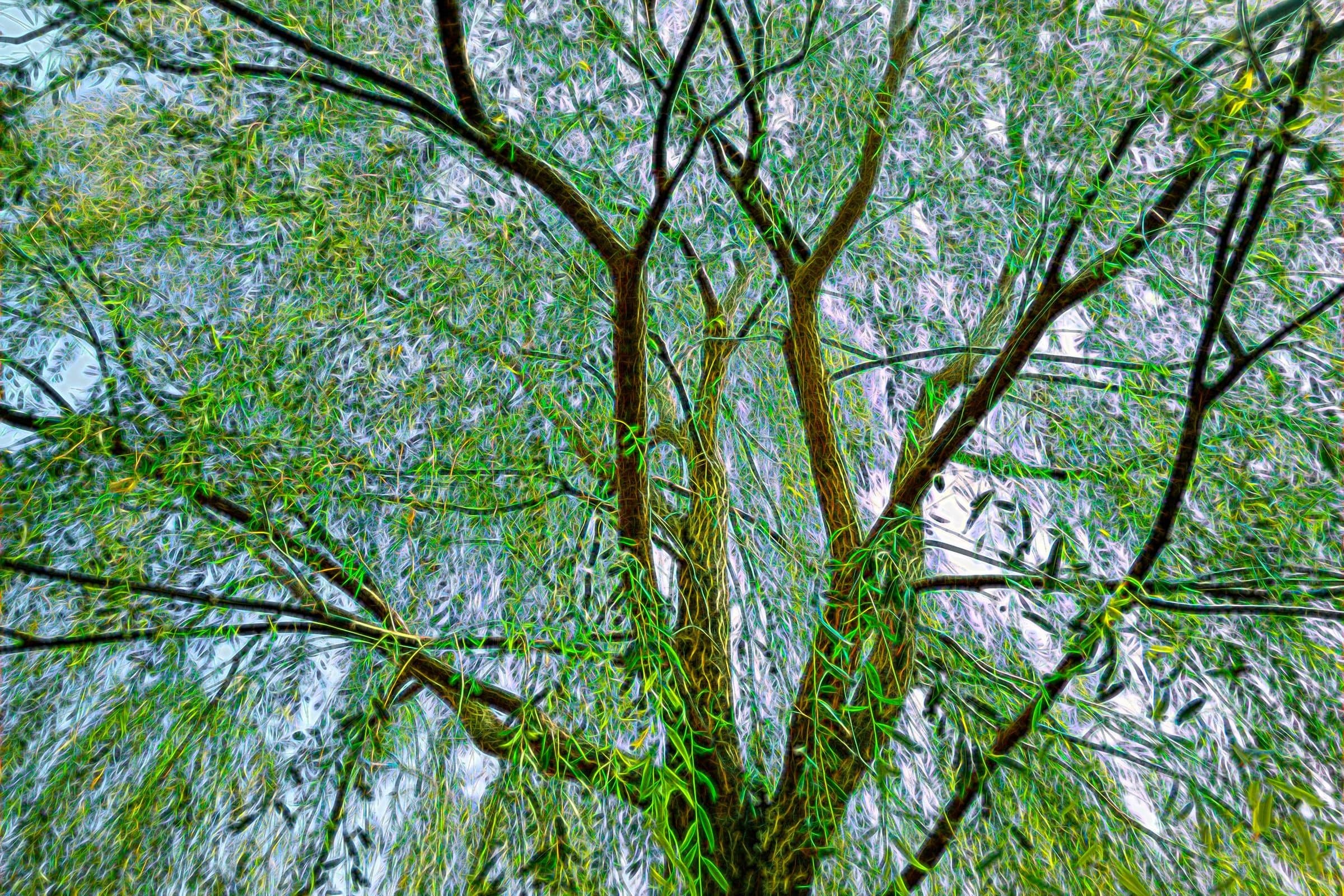 The basic willow tree photo and a simple Glow effect with Topaz Labs software. 20 August 2020