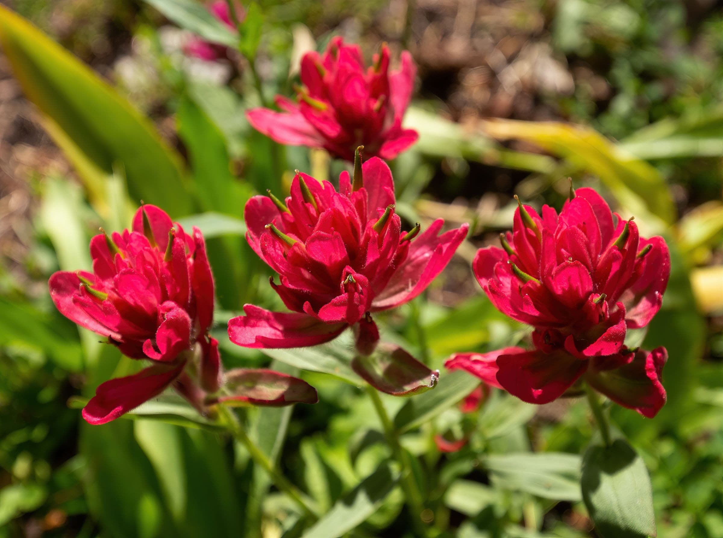 Quick snapshot of Indian Paintbrush flowers. My mother's and grandmother's favorite. Pretty common in the higher elevations in Snowy Range. 28 July 2016