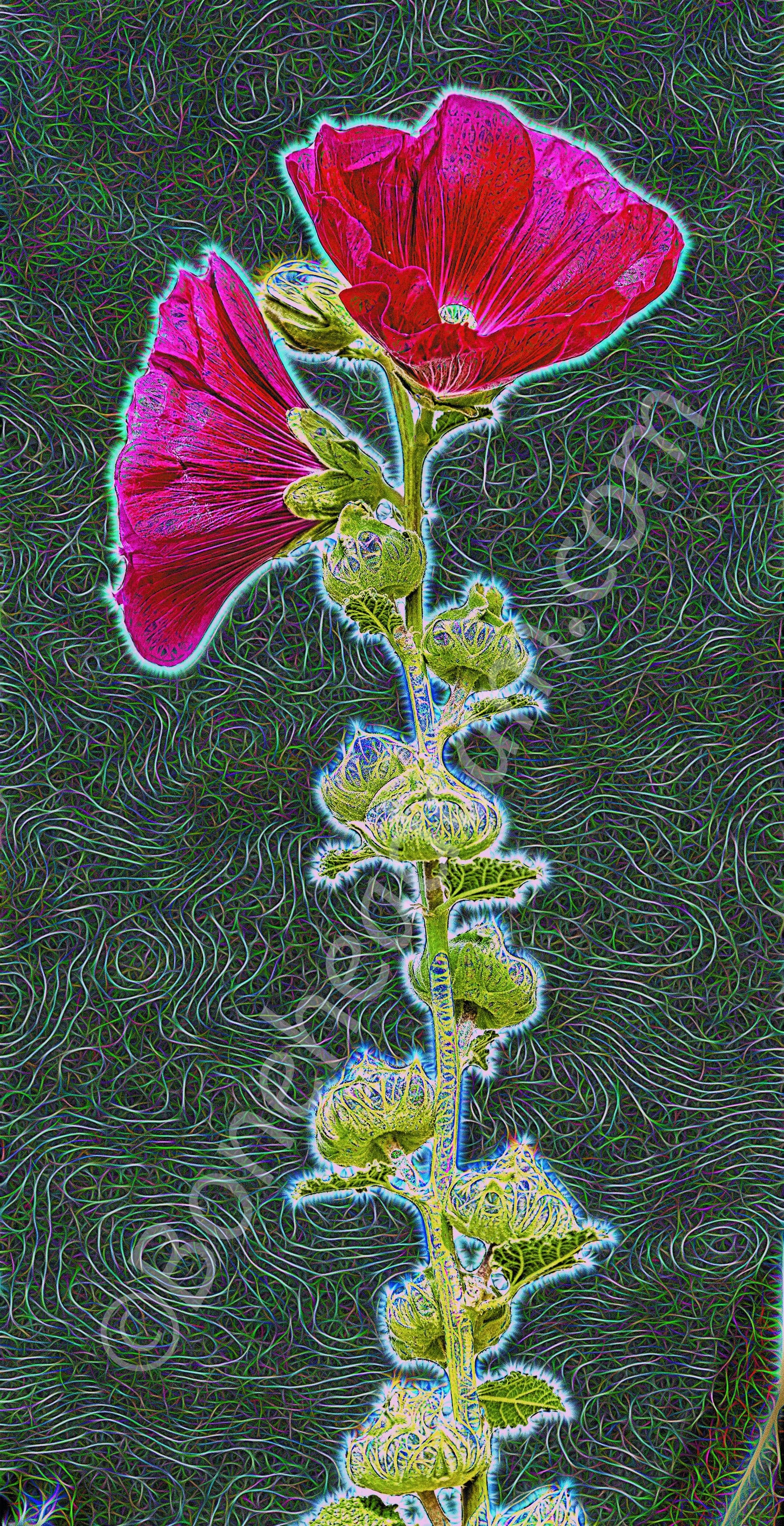 Hollyhock stem with two blooms, plus line, fill and glow effects. 29 June 2020