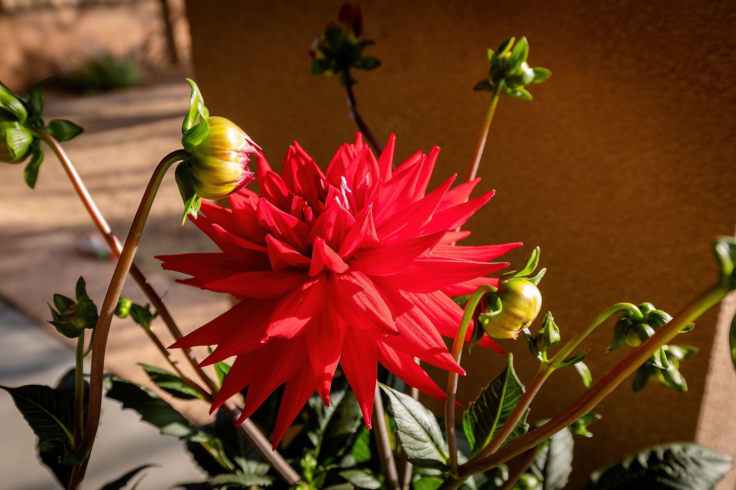 Quick snapshot of our new Dahlia