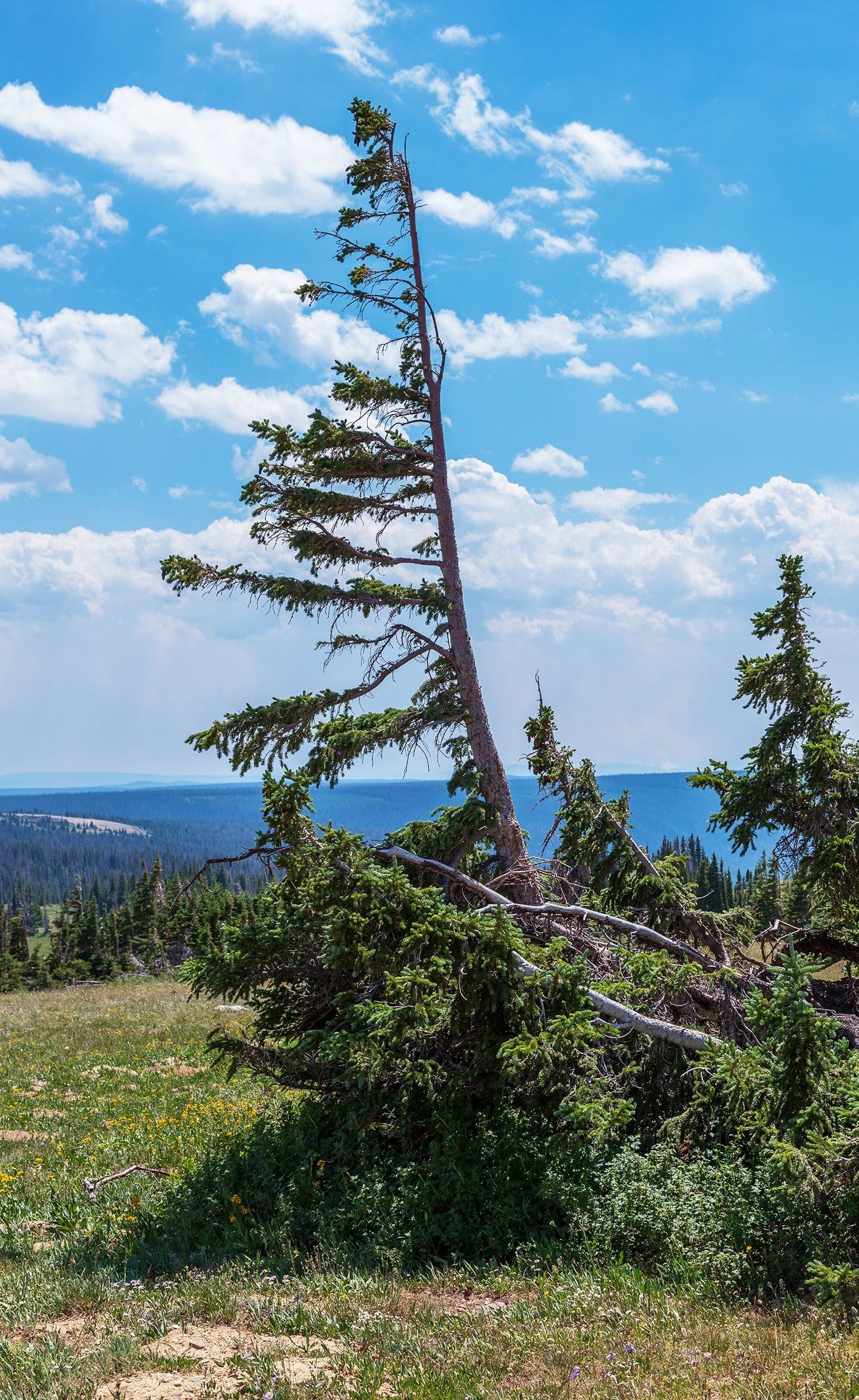 Timberline warbonnet. 28 July 2016