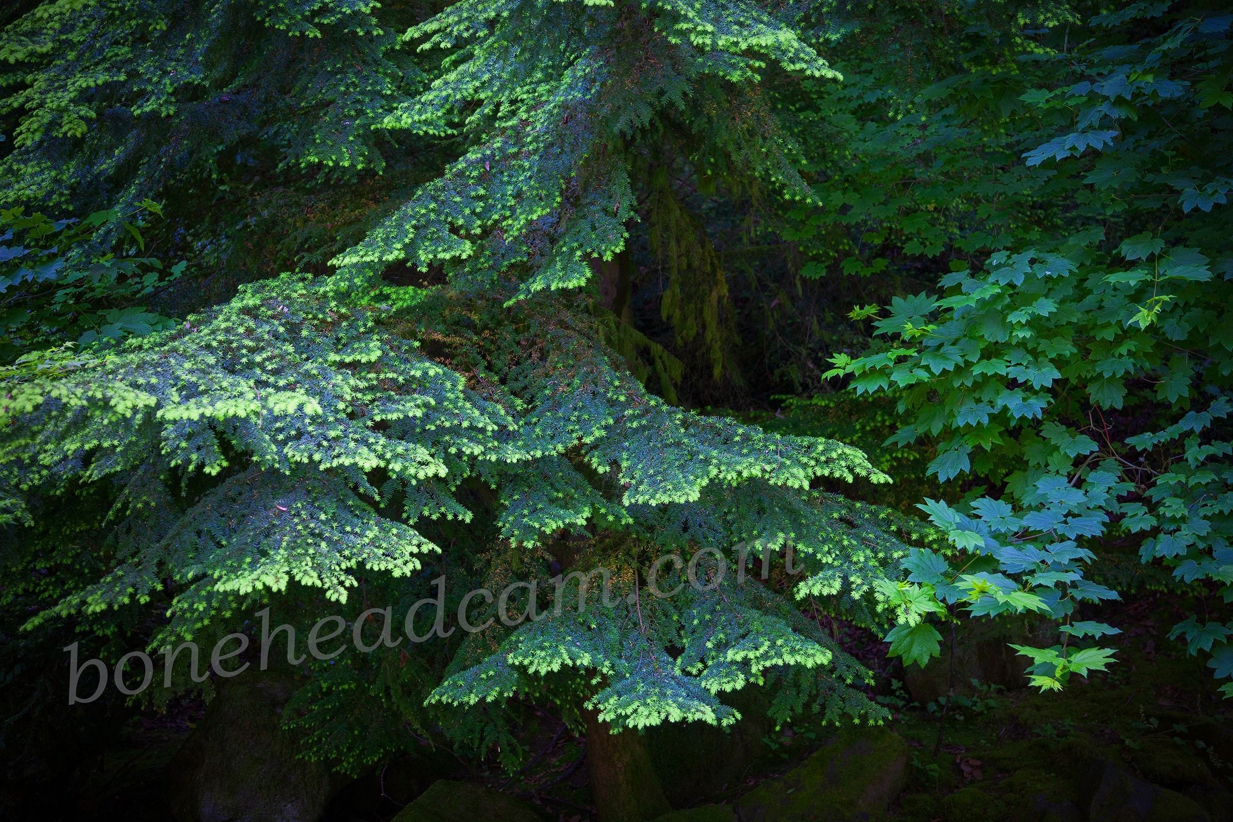 Foliage around the entrance to wonderland. June 2011