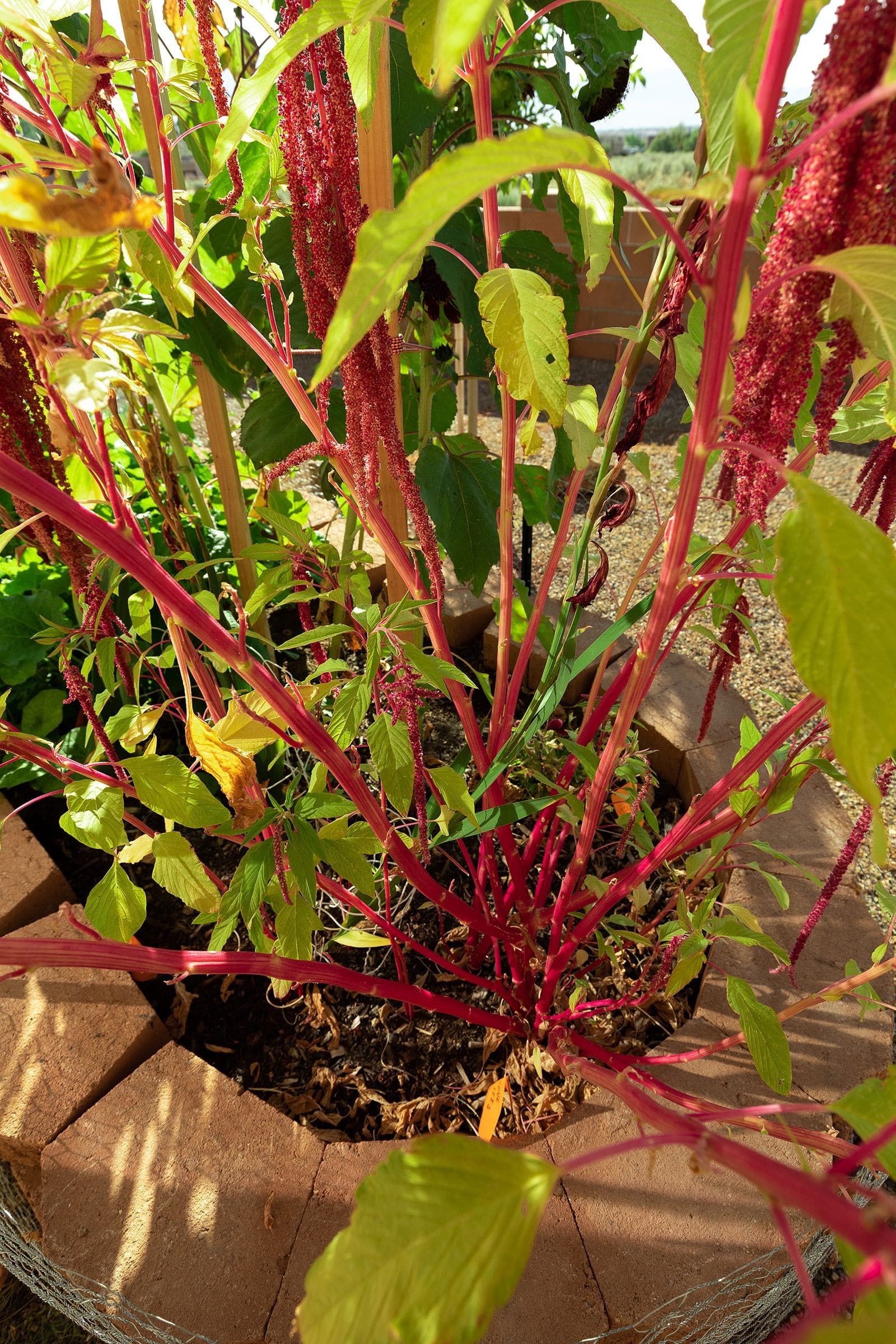 Looking down into a plant called “Love Lies Bleeding.” Interesting growth and color about 3 ft. tall. 9 September 2019