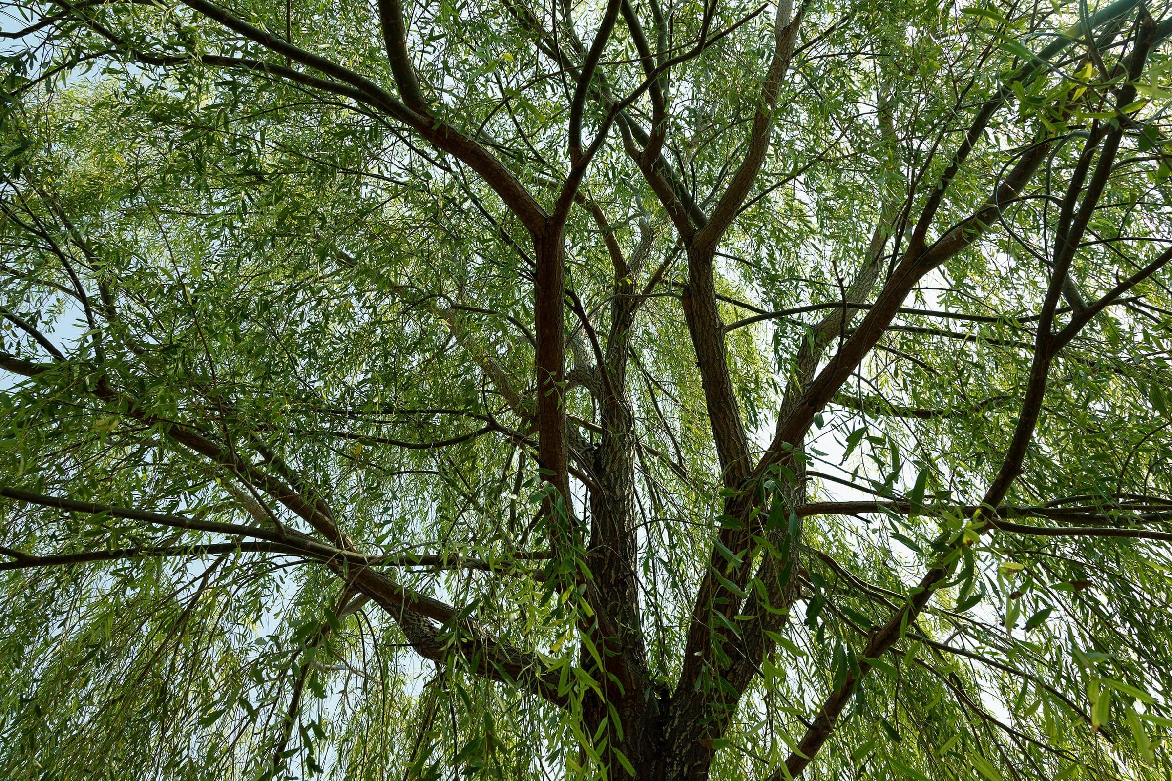 The original photo of the willow tree. 20 August 2020